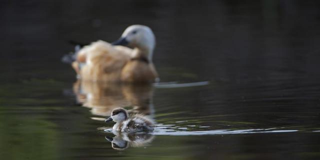 Rescatan en Boadilla a una familia de tarros canelos desorientados