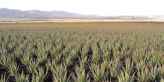 El poder regenerador del aloe vera, demostrado en una tesis de la Universidad de Alcalá