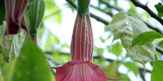 Retiradas 66 plantas de burundanga de un jardín en la Latina