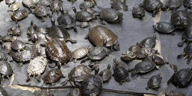 Las tortugas de la estación de Atocha serán trasladadas a Navas del Rey