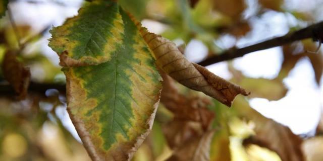 Los vecinos de Carabanchel vuelven exigir "su parque" plantando árboles