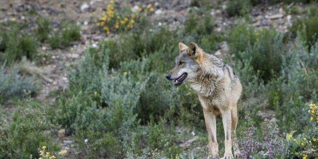 Un tramo de la A-1, punto negro donde los lobos mueren atropellados