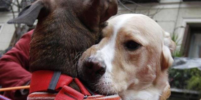 Guadarrama ofrece cursos gratuitos para dueños de mascotas adoptadas