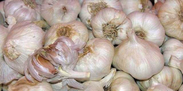 Estudian beneficios del consumo regular de extracto de aceite de ajo morado