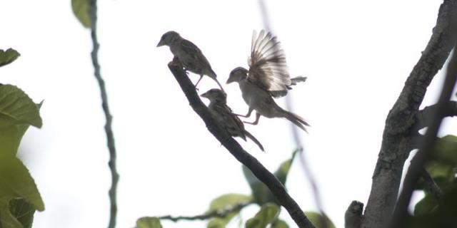 El Ayuntamiento instalará nuevos hogares para las aves afectadas por la retirada de árboles