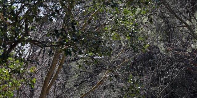 Unanimidad en el plan para conservar la Quinta de Torre Arias