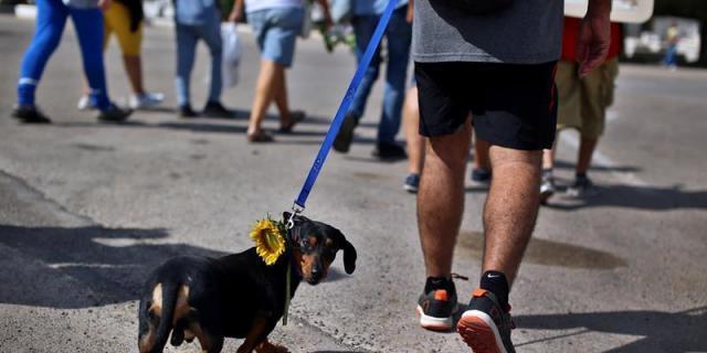 Majadahonda multará con hasta 15.000 euros el abandono de mascotas