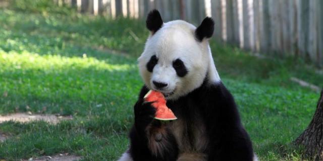Los animales del Zoo madrileño combaten con helados la ola de calor