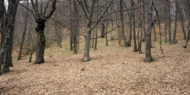 La Comunidad propone ampliar la Reserva de la Biosfera de la Sierra del Rincón
