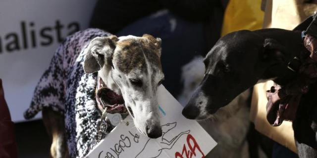 La Comunidad destinará 2,2 millones en ayudas para la defensa de animales La Comunidad destinará 2,2 millones en ayudas para la defensa de animales
