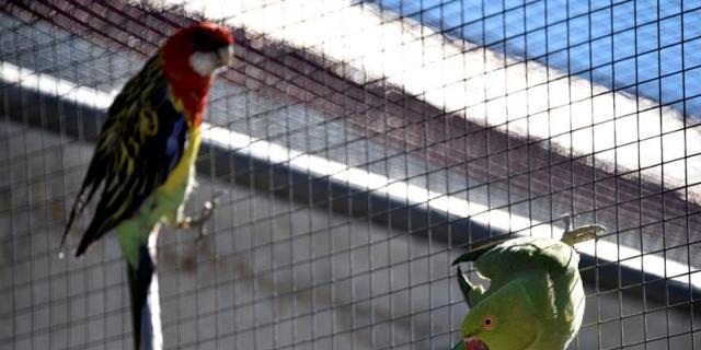 Casi 3.000 pacientes atendidos este año en el Centro de Recuperación de Animales Silvestres