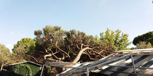 Un árbol de grandes dimensiones cae sobre la carpa de un restaurante en El Pardo