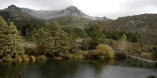 Comienza el periodo de recogida de piñas y leñas en Guadarrama