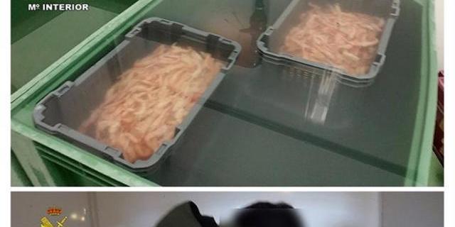 Inmovilizadas 153,5 toneladas de cigalas sin las debidas garantías sanitarias