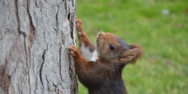 El Ayuntamiento de Madrid prepara un plan para repoblar El Retiro de ardillas