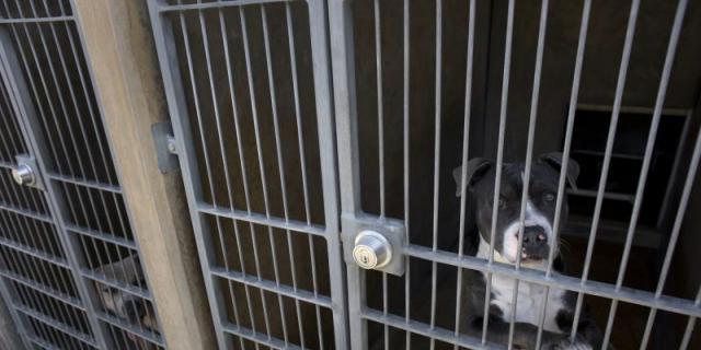 10.725 perros de razas peligrosas censados en la región
