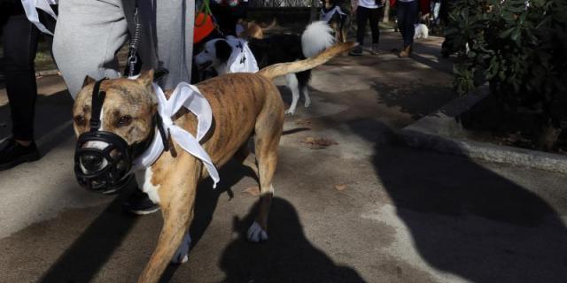 La normativa sobre perros peligrosos en las comunidades autónomas españolas