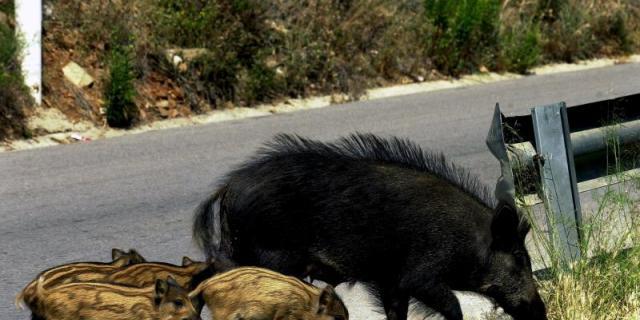 Majadahonda toma medidas ante la proliferación de jabalíes