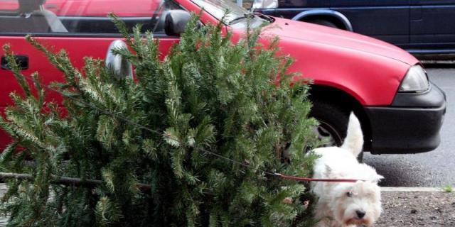 Los malos cuidados de los abetos en Navidad dificultan ahora su segunda vida