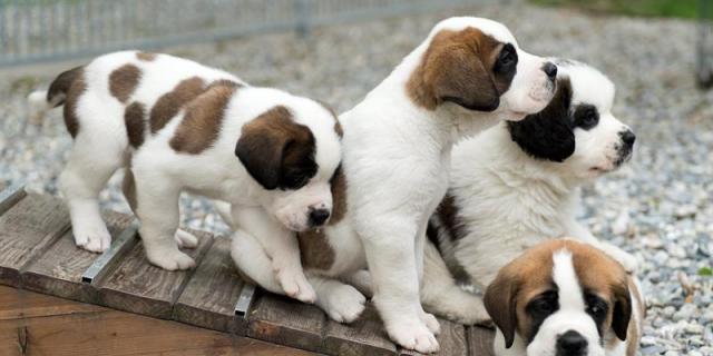 Guadarrama recuerda la responsabilidad de regalar cachorros en Reyes