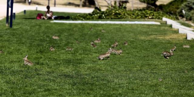 Las Rozas elevará un 160% la inversión en el control de la fauna silvestre