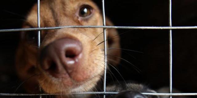 Superar la adicción al alcohol con perros, un proyecto del 12 de Octubre pionero en España