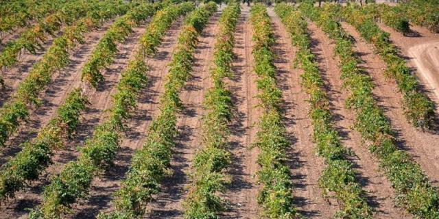 Un 120% más de ayudas de la Comunidad de Madrid a la agricultura ecológica en 2019