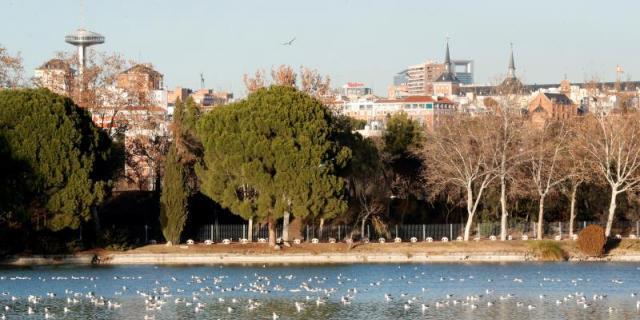 Los remeros de Madrid ya no van al Manzanares sino al lago de Casa de Campo