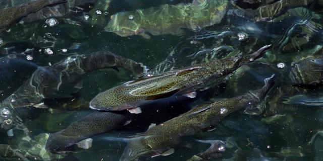 La Fiscalía de Medioambiente denuncia a cotos de pesca por la suelta de truchas