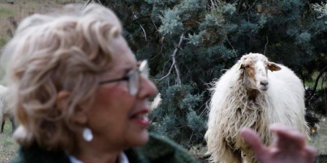Carmena adopta una cordera y promueve la conexión entre la ciudad y el campo