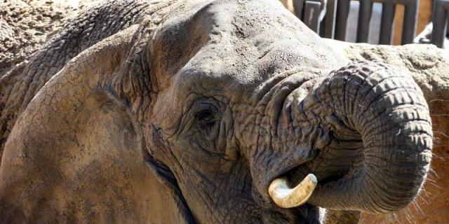 El Pleno del Ayuntamiento de Madrid veta los circos con animales salvajes
