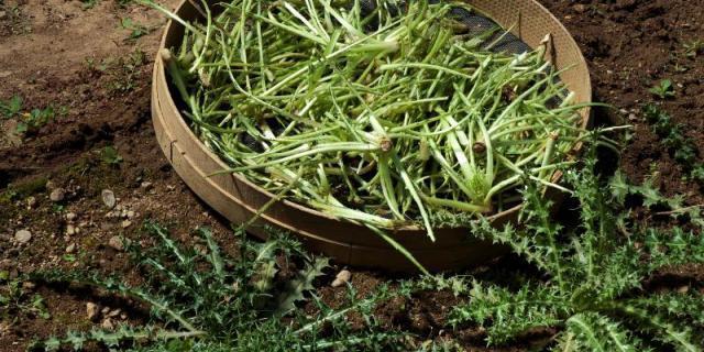 ¿Sabes qué plantas y hongos silvestres hay en Madrid que se pueden comer?