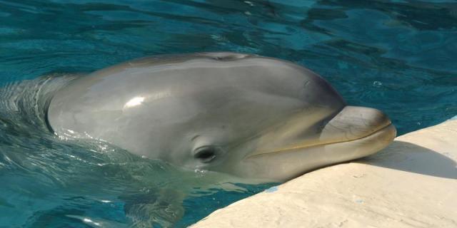Una asociación animalista denuncia maltrato a los delfines en el Aquarium de Madrid
