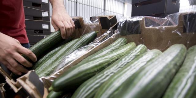 Una empresa de Granada vendía como "bio" toneladas de pepino convencional en Mercamadrid