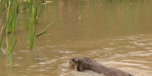 Nutrias, barbos y ánades reconquistan el río Manzanares