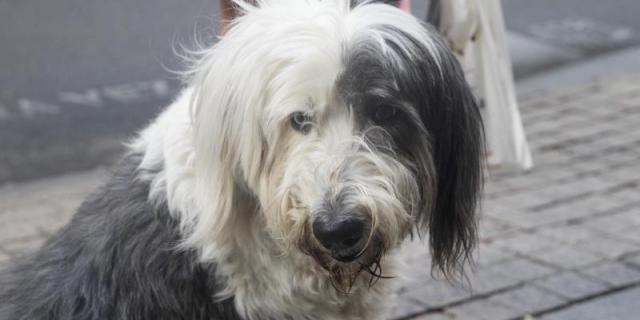 Valdemoro celebra este sábado la VII Feria de Adopción y Animales de Compañía