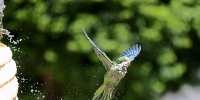 La Sociedad Española de Ornitología celebra el plan de eliminar cotorras del Ayuntamiento de Madrid