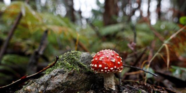 Alcobendas adentra a sus jóvenes en la micología en el puerto de Canencia