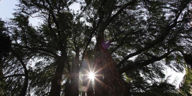 Madrid y Arroyomolinos, distinguidas como "Ciudad arbórea del mundo 2019"