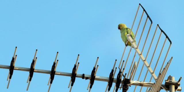 Alertan de la proliferación de nidos de cotorras argentinas en Alcorcón