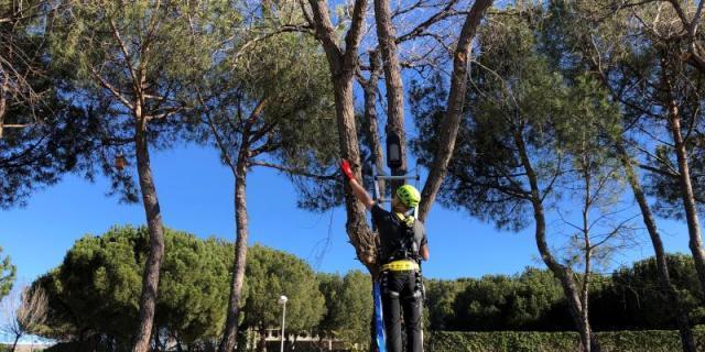 Cajas nido en los parques de Madrid para controlar las plagas y favorecer el anidamiento de las aves Cajas nido en los parques de Madrid para controlar las plagas y favorecer el anidamiento de las aves