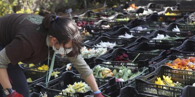 El Botánico regala tulipanes a sanitarios como agradecimiento