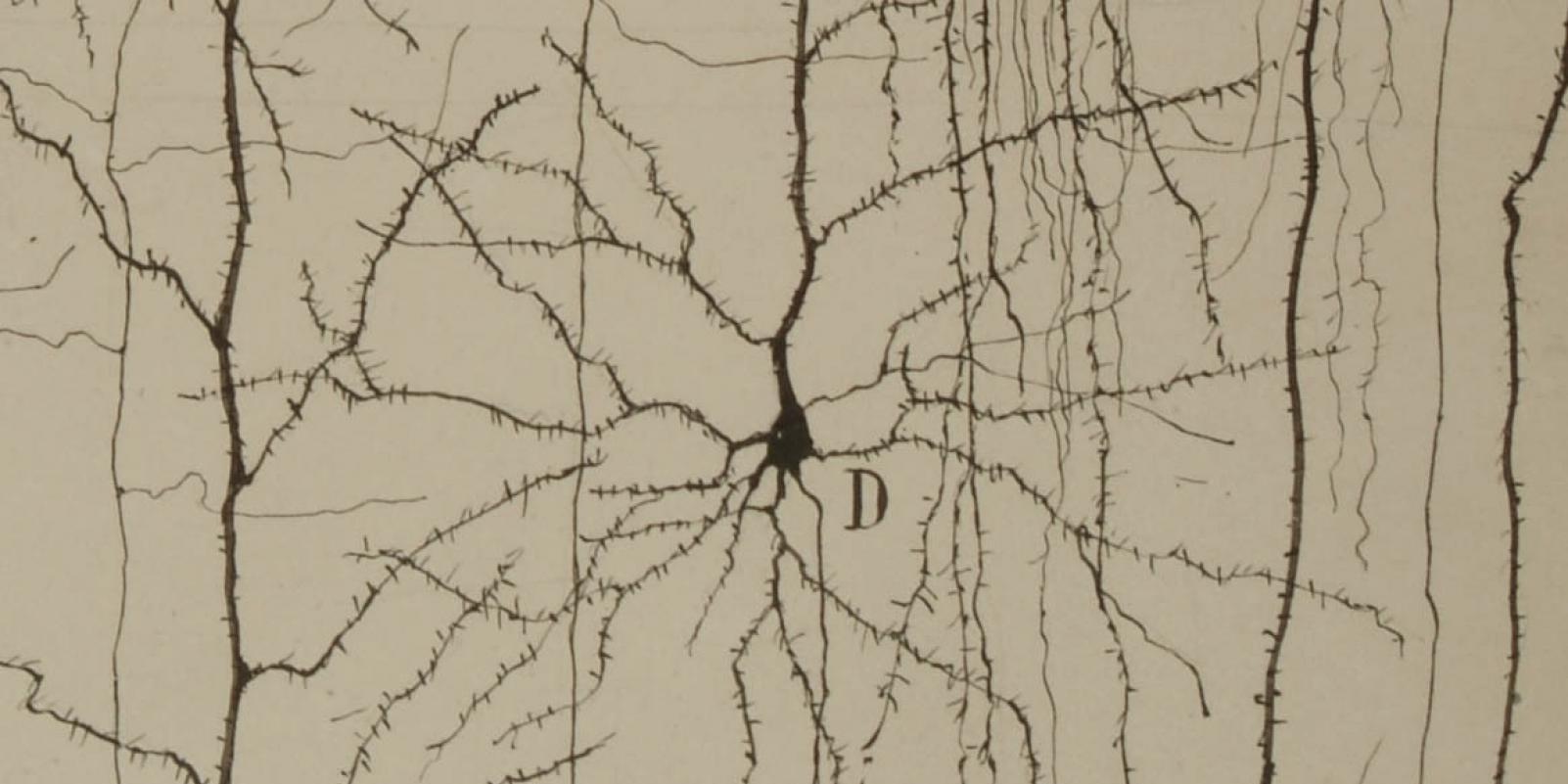 Más de un centenar de piezas enseñan al Cajal científico, humanista y artista