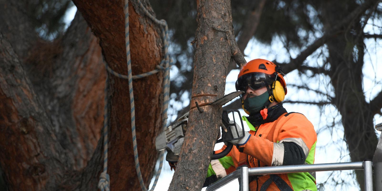 Madrid revisará la ordenanza para acomodar el arbolado a la meteorología
