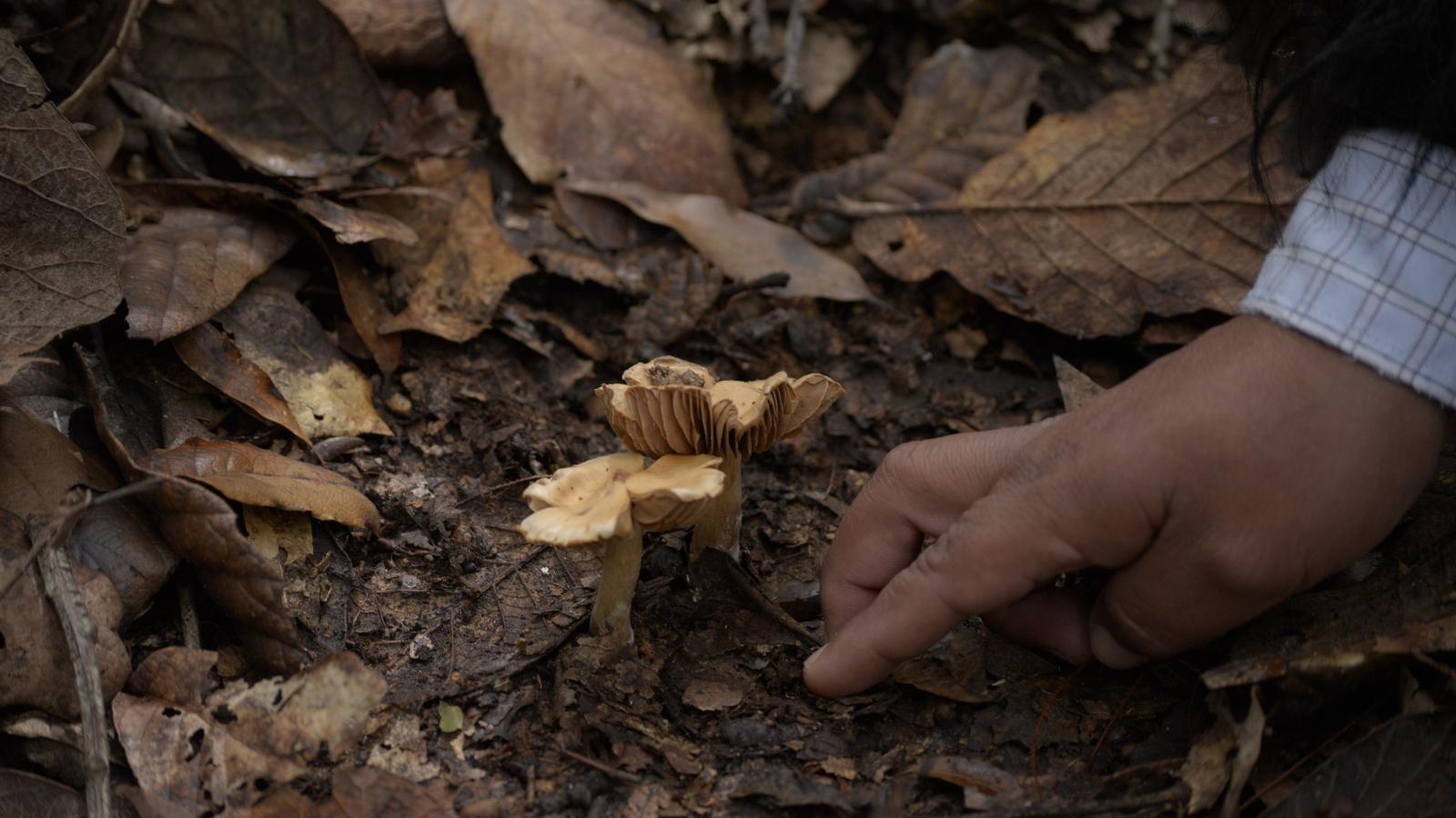 Tiempo de setas: ojo con las tóxicas y cuidado con el bosque