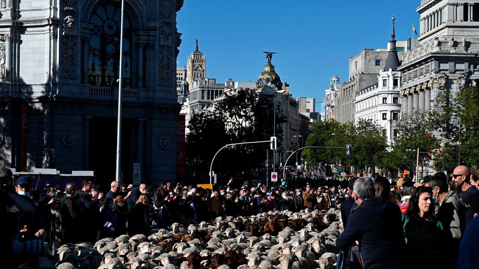Ovejas y cabras toman las calles de Madrid en la 28ª Fiesta de Trashumancia