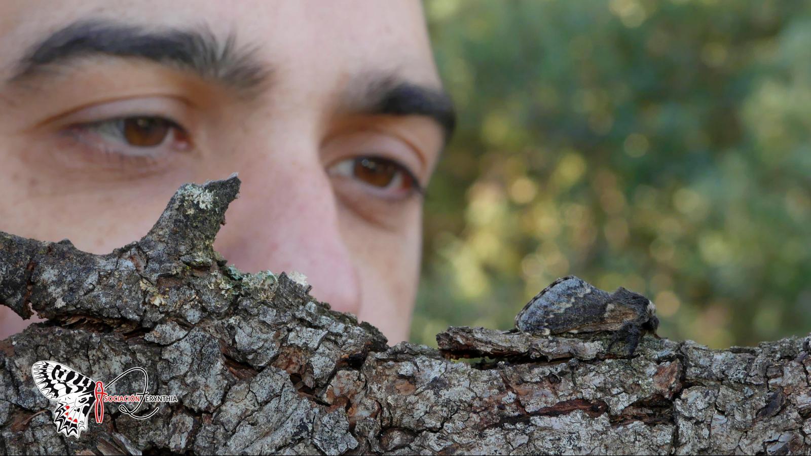 Descubren una nueva mariposa nocturna exclusiva de Madrid y Andalucía