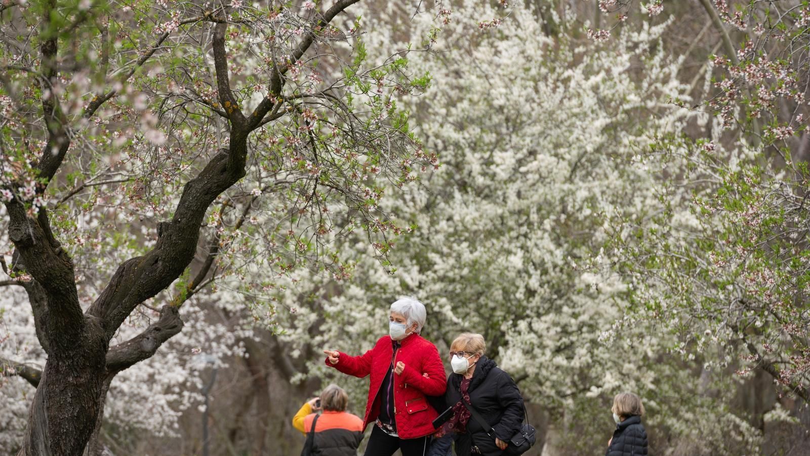 El buen tiempo adelanta la floración de almendros de la Quinta de los Molinos