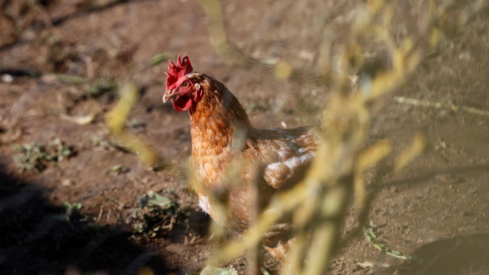 El brote de gripe aviar en España lleva al sacrificio de más de 269.000 aves