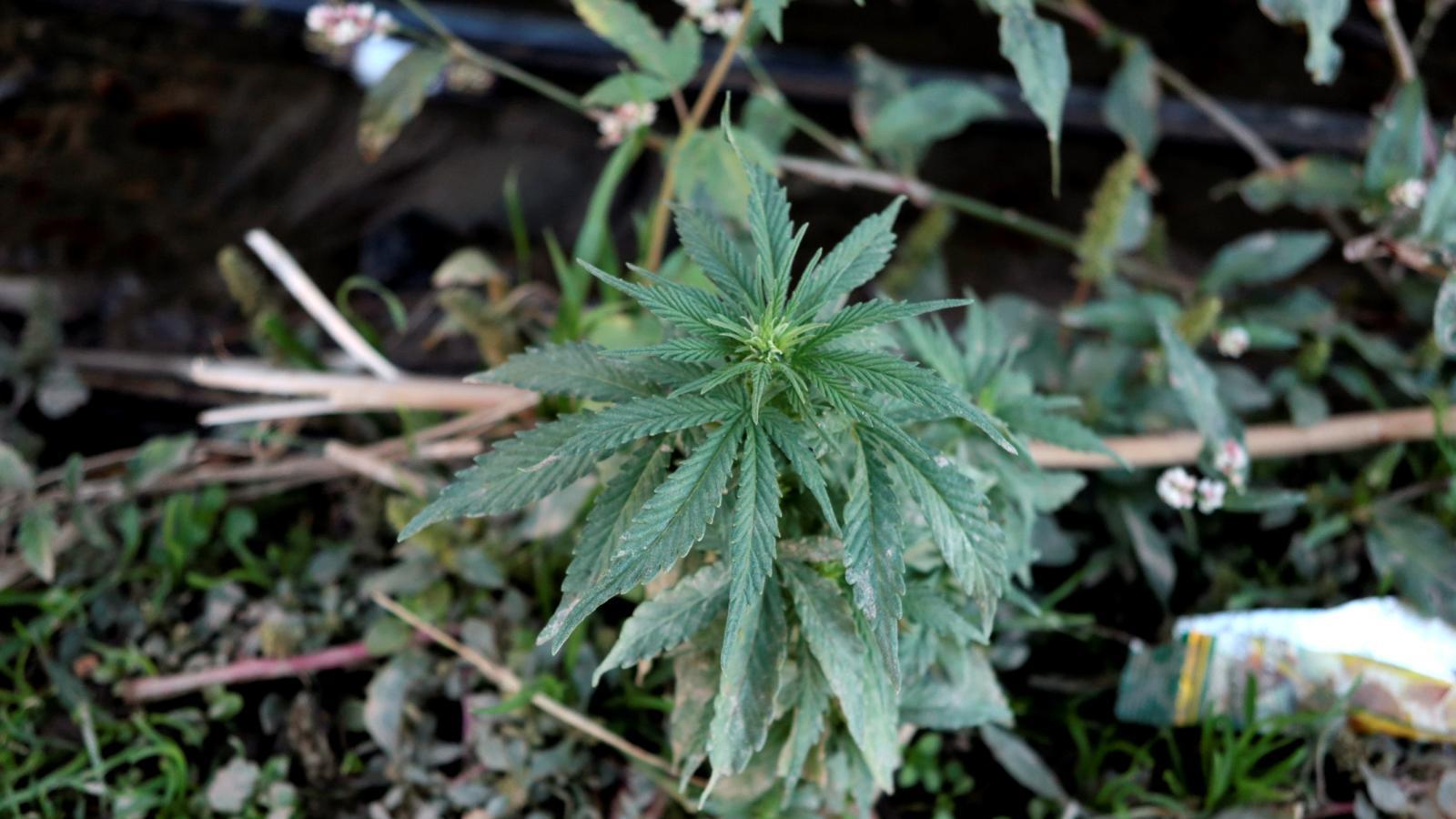 Desmantelan una plantación de marihuana en Algete con más de 700 plantas